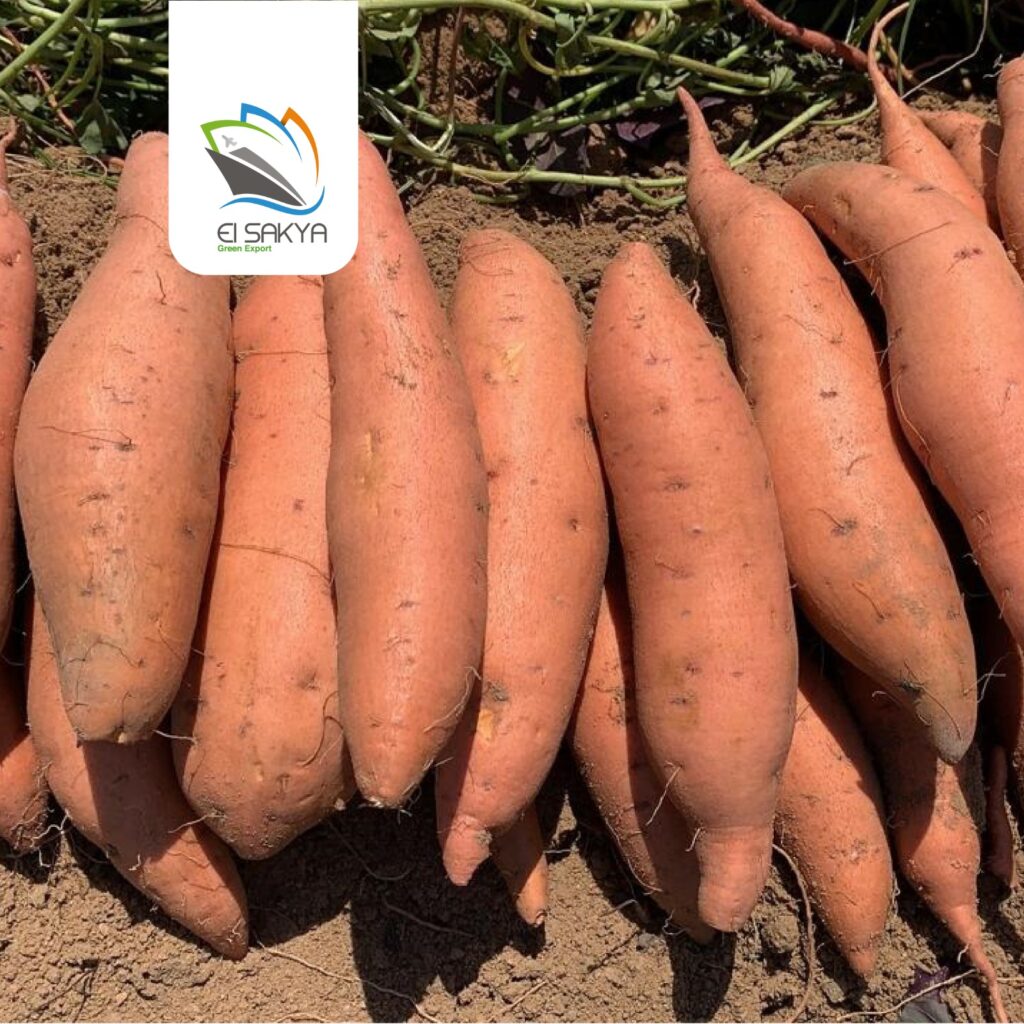 WhatsApp Image 2025-11-26 at 4.36.51 PM (1)