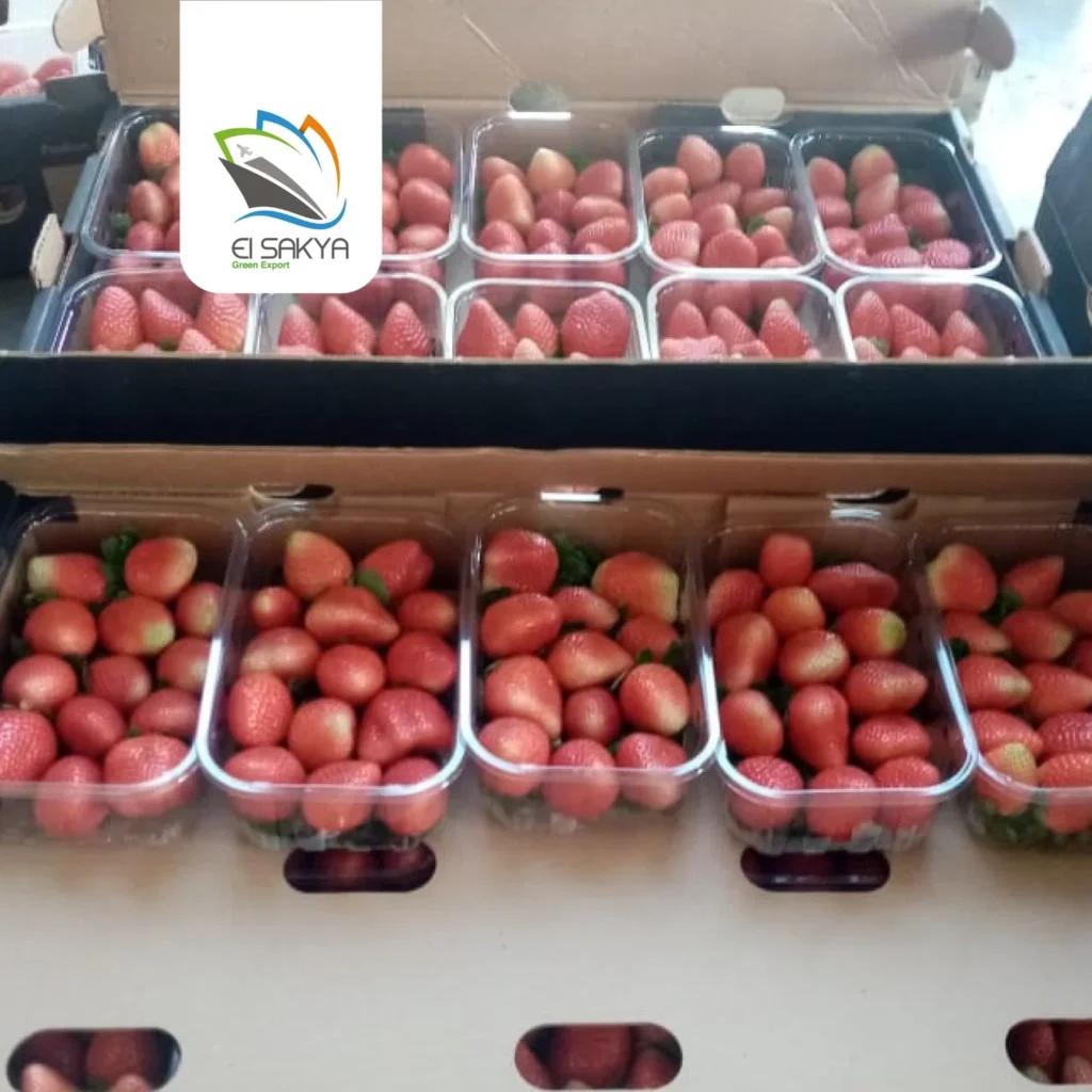 WhatsApp Image 2025-11-26 at 4.36.52 PM