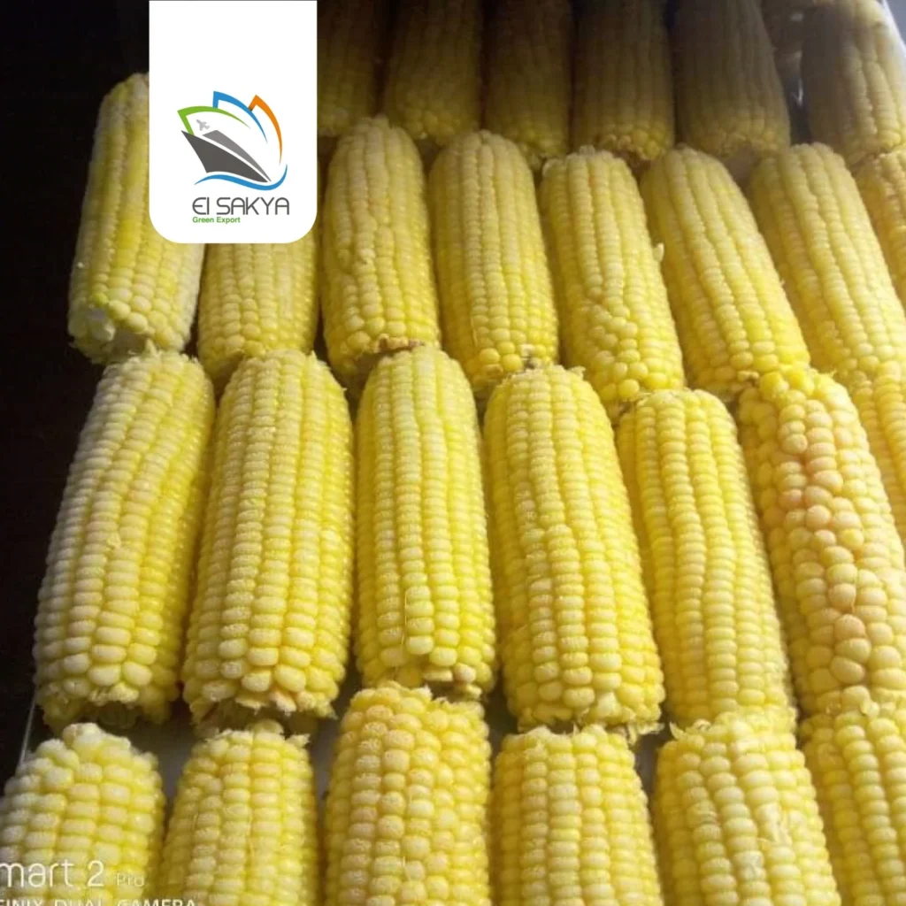 WhatsApp Image 2025-11-26 at 4.36.53 PM