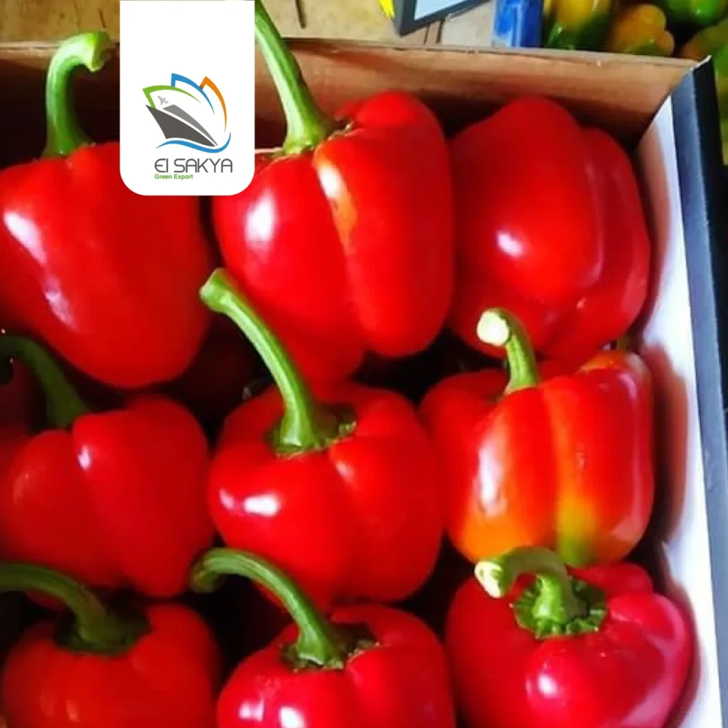 WhatsApp Image 2025-11-26 at 4.36.55 PM