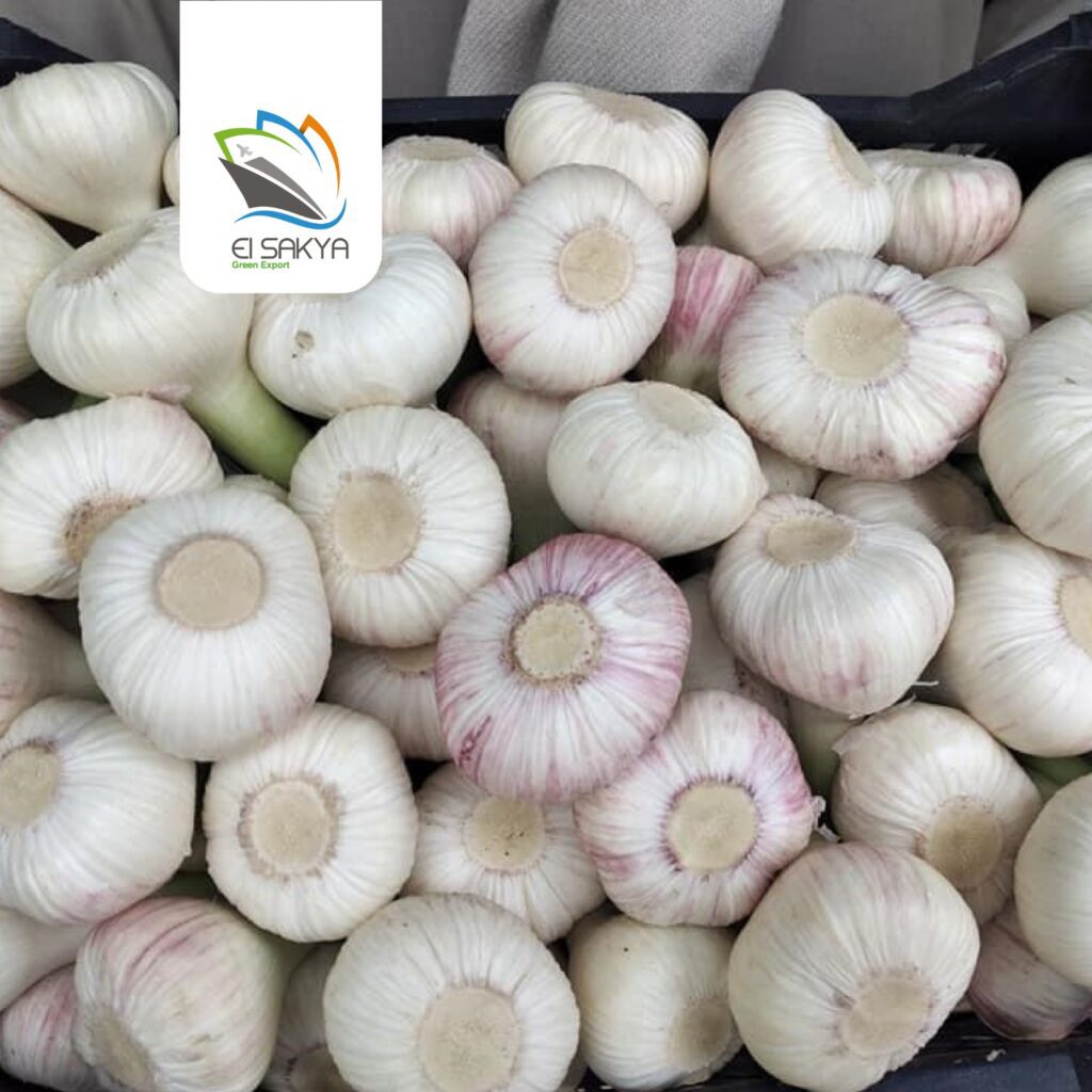 WhatsApp Image 2025-11-26 at 4.36.56 PM