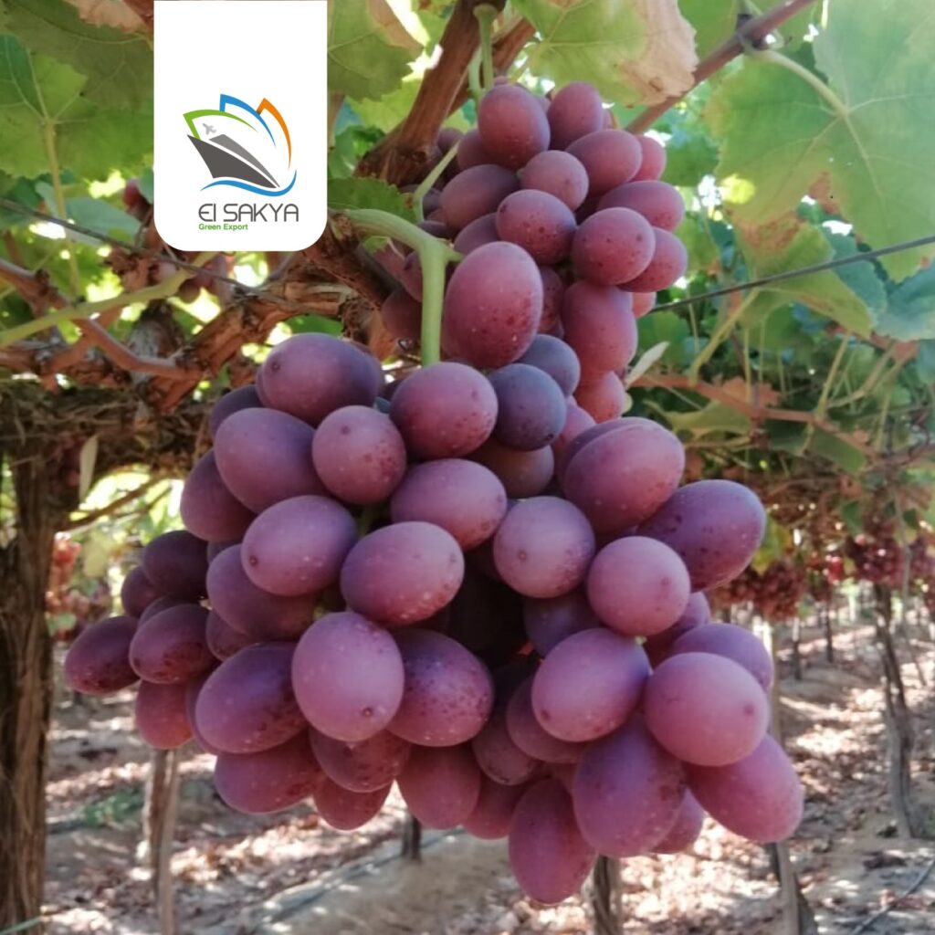 WhatsApp Image 2025-11-26 at 4.36.57 PM